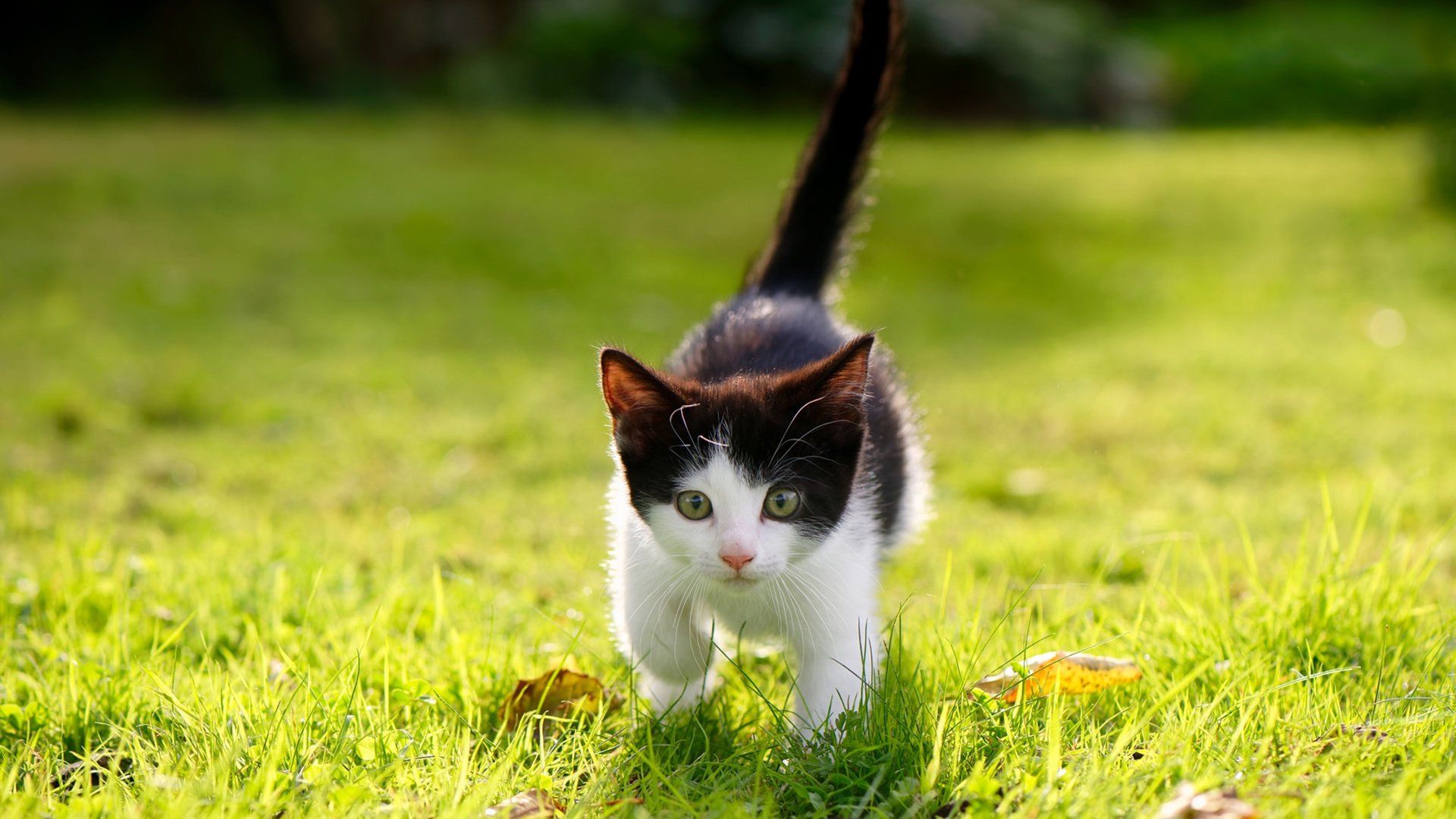 解码安第斯奇迹，范戴克如何用哥伦比亚模式完成对曼城的战术翻盘