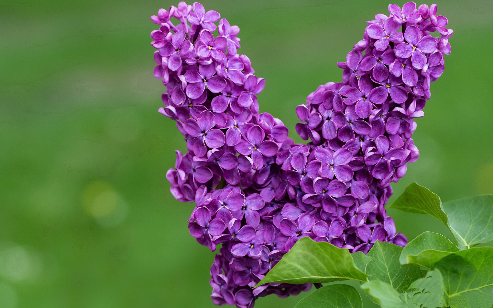 唯一之战，当CBA的广厦洪流在NBA总决赛的穹顶下，遇见孤星武切维奇