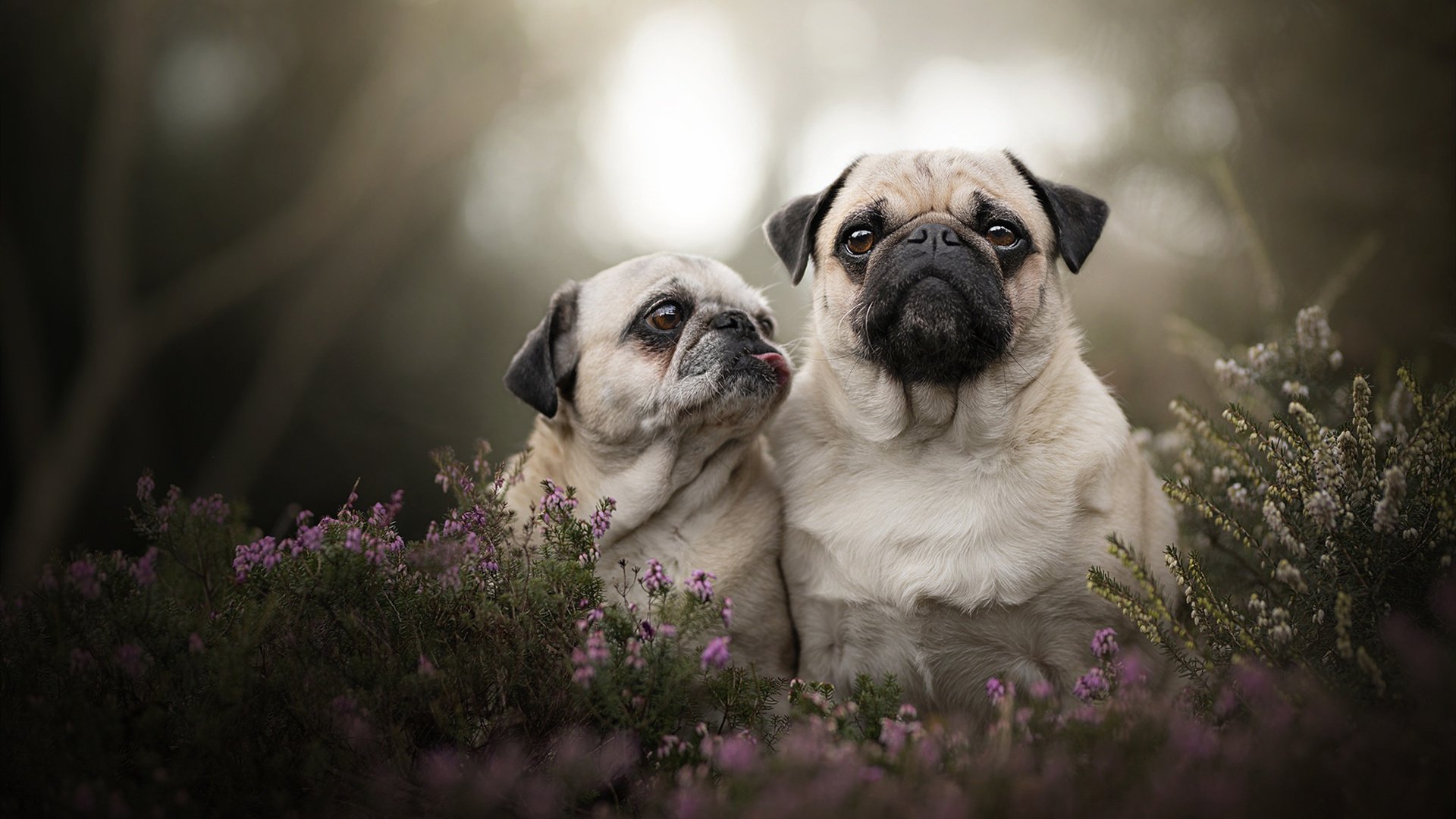 不是第一名，却点燃所有目光，范弗利特，争冠之夜那个意外的焦点