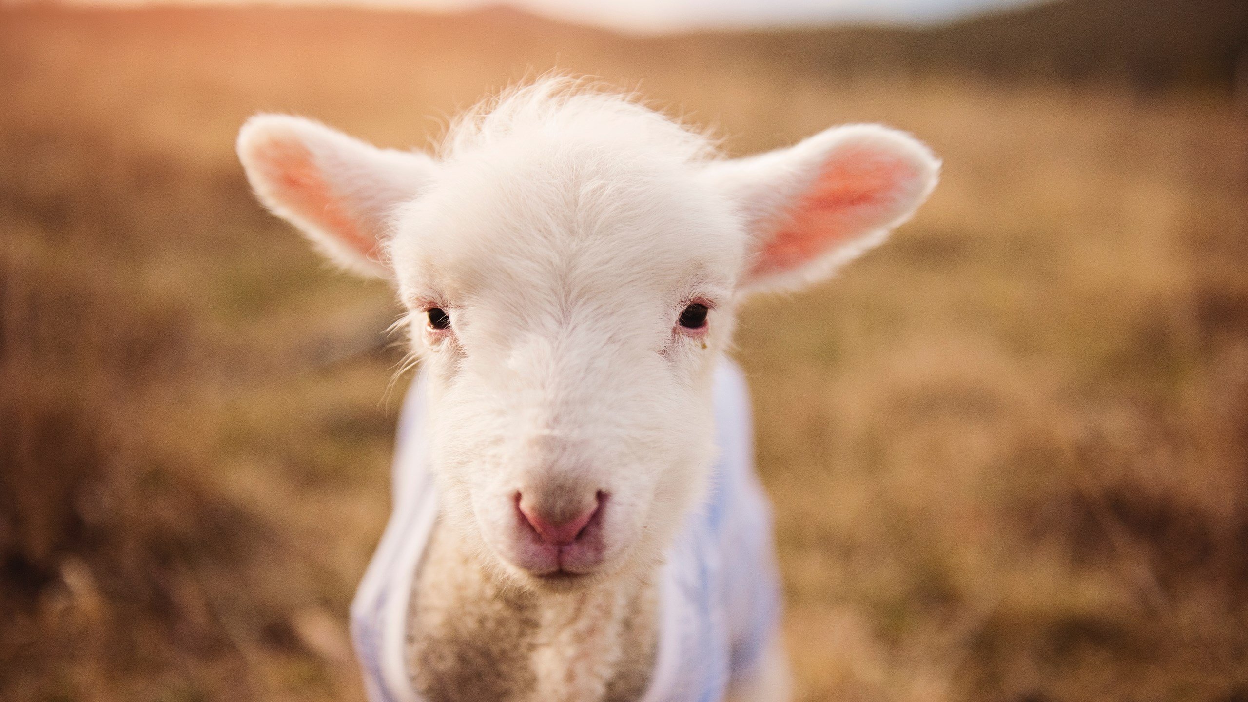 第67分钟,金玟哉不动山,完美封锁让两年前的叹息归于尘土