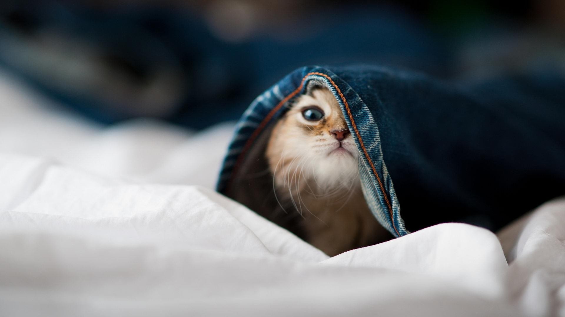 冰与火的较量,巴雷拉持续撕裂防线,丹麦冷静一击刺穿米兰心脏