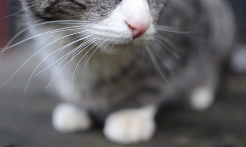 爱游戏官方-跨界之夜—当三笘薰的足球灵魂点燃NBA季后赛的战场