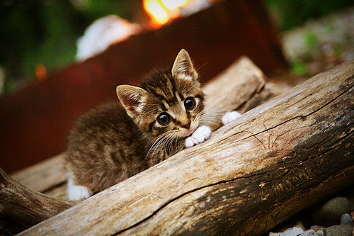 爱游戏大厅-北京队对阵雄鹿，霍勒迪在NBA赛场上刷新纪录，历史与瞬间的碰撞