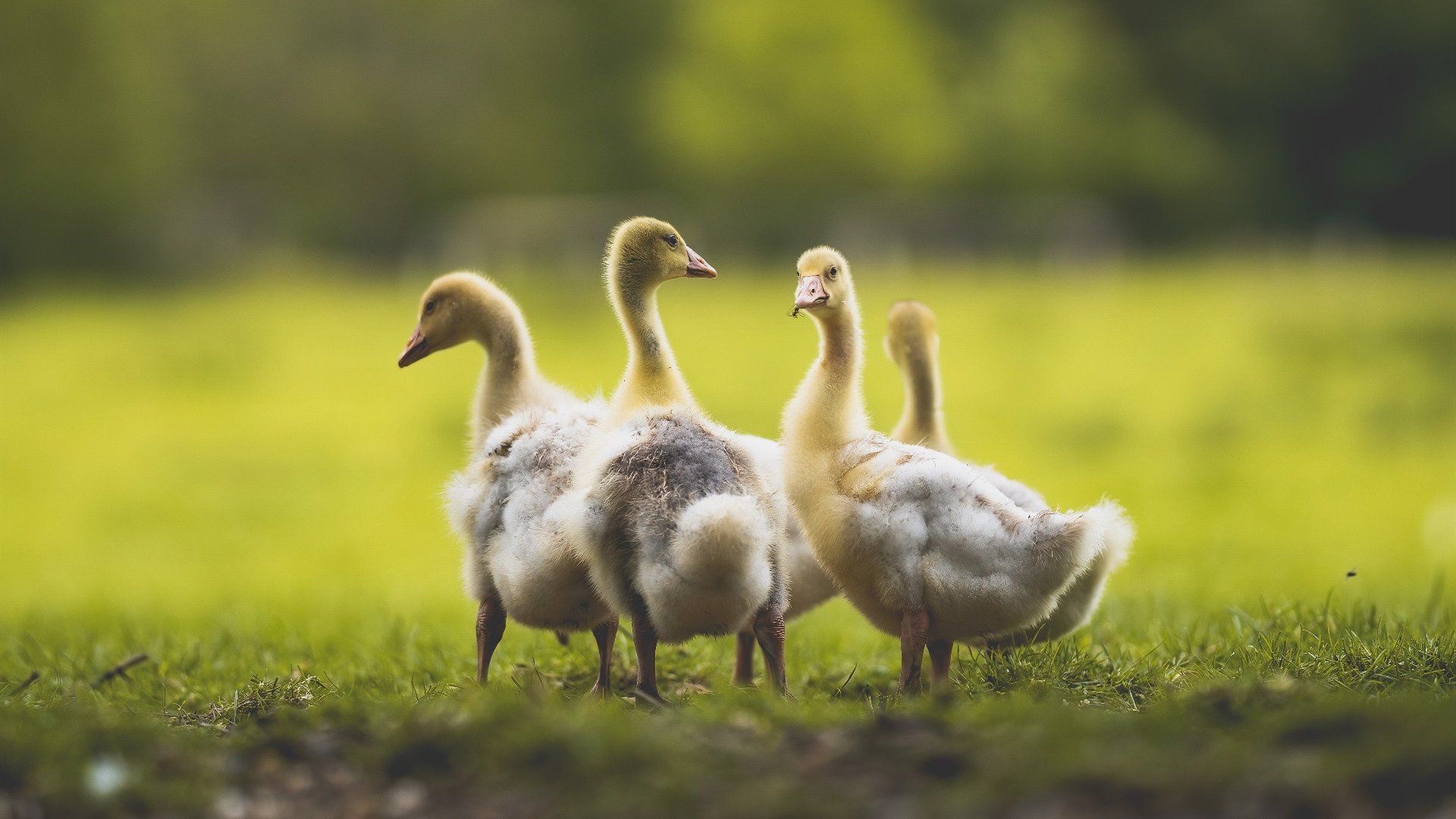 从休斯顿到太原，当个人英雄主义在300秒内被集体意志颠覆