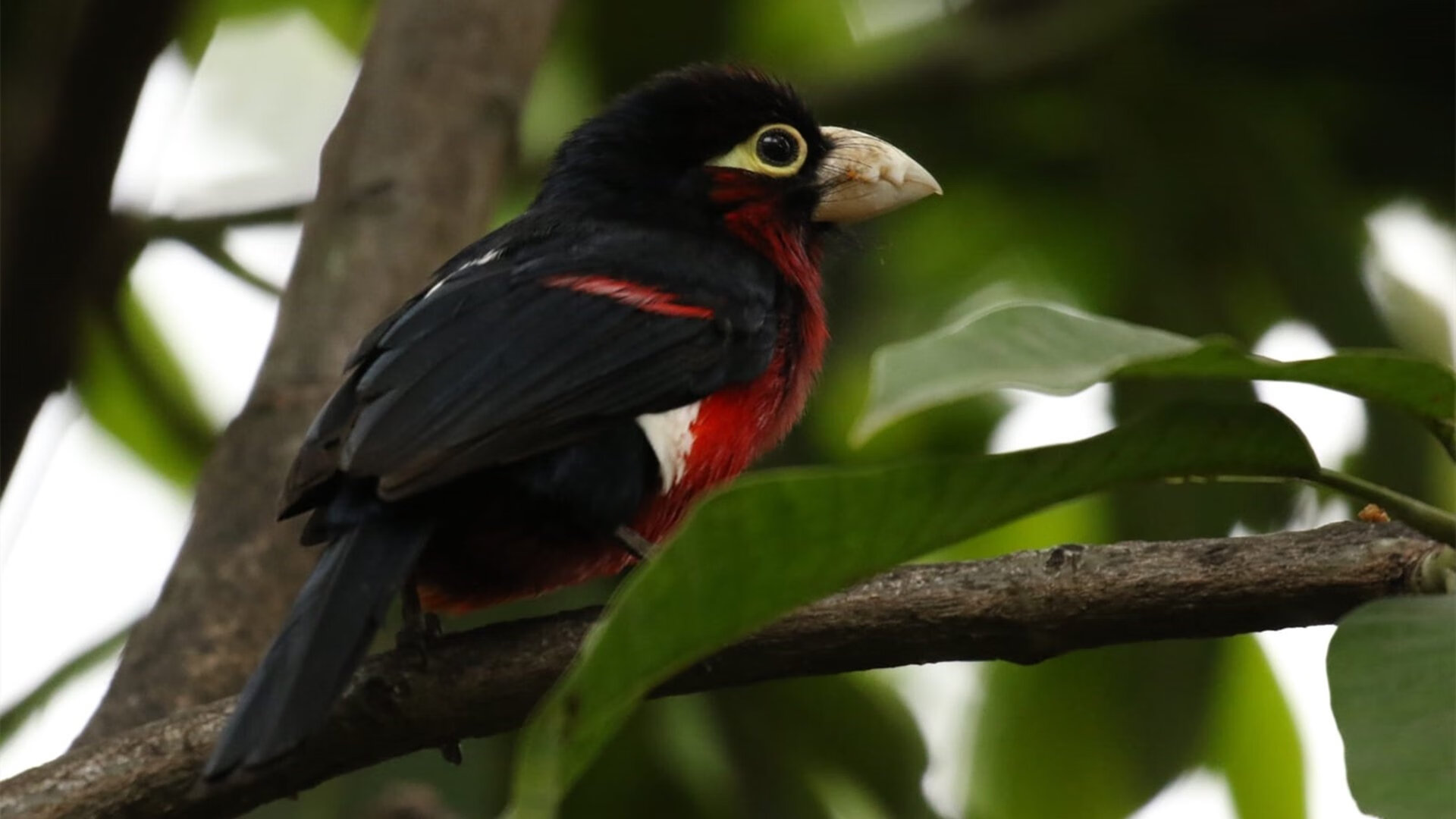 跨界篮球盛宴，NBA季后赛风格下，拉齐奥篮球队横扫安哥拉，点燃全球焦点