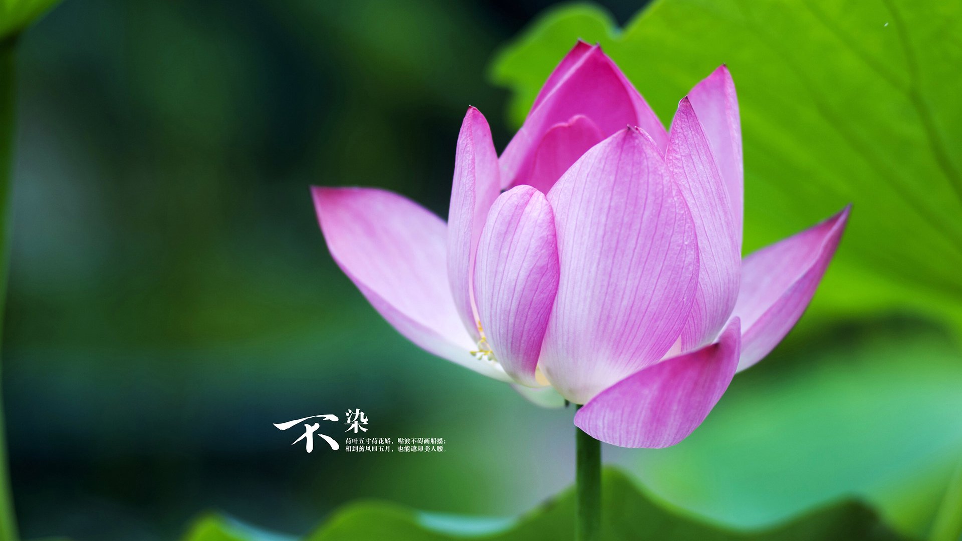 猛龙强压湖人,塔图姆在欧冠半决赛接管比赛,跨界竞争背后的统治逻辑