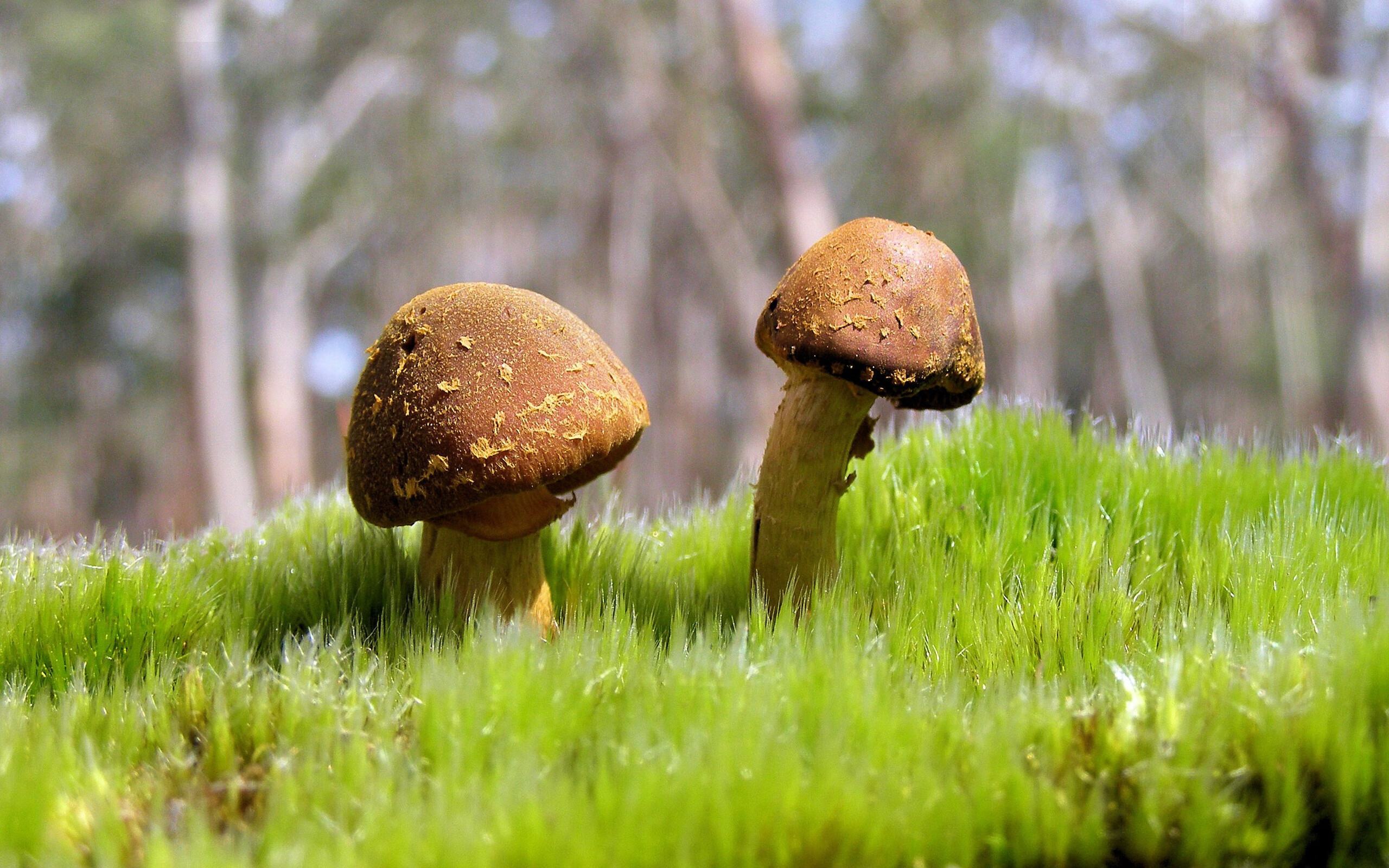 跨界狂想曲，当篮网三分暴雨淹没达拉斯，詹姆斯在F1赛道以刹车点接管比赛