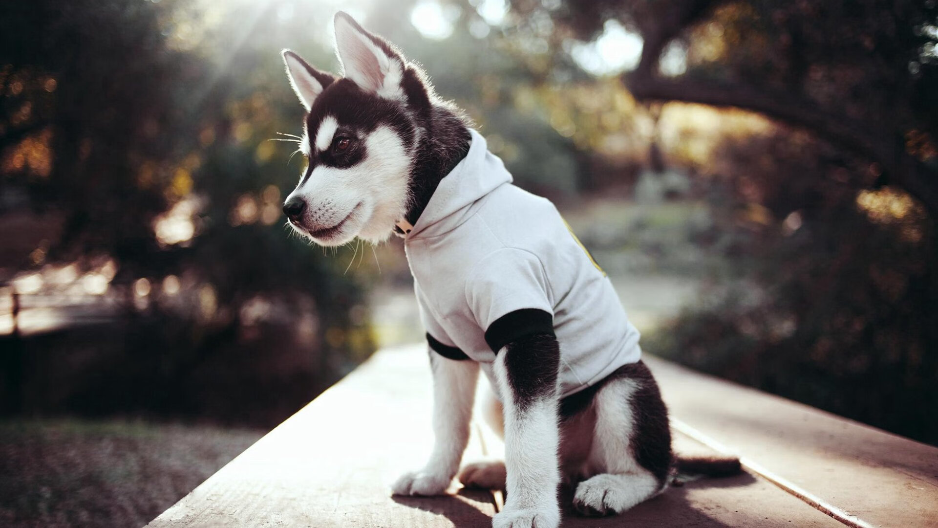 淬火时刻，恩比德的左手，与总决赛的寂静3.7秒