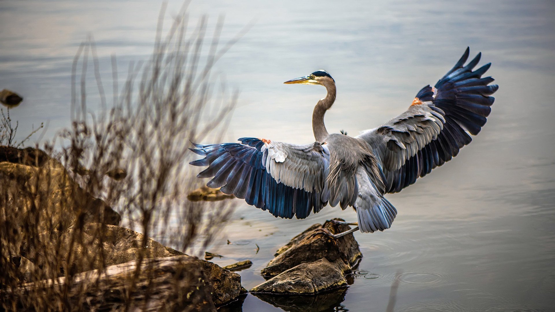 跨界王者，灰熊的篮球统治与狐狸城的足球奇迹—争冠时刻的双重奏