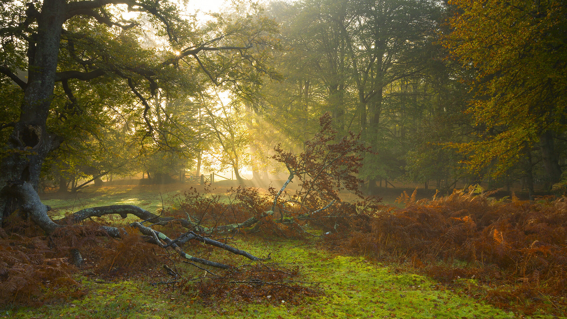 爱游戏体育-西决生死夜，布伦森如钢刃般绞杀，他不是在得分，是在雕刻胜负
